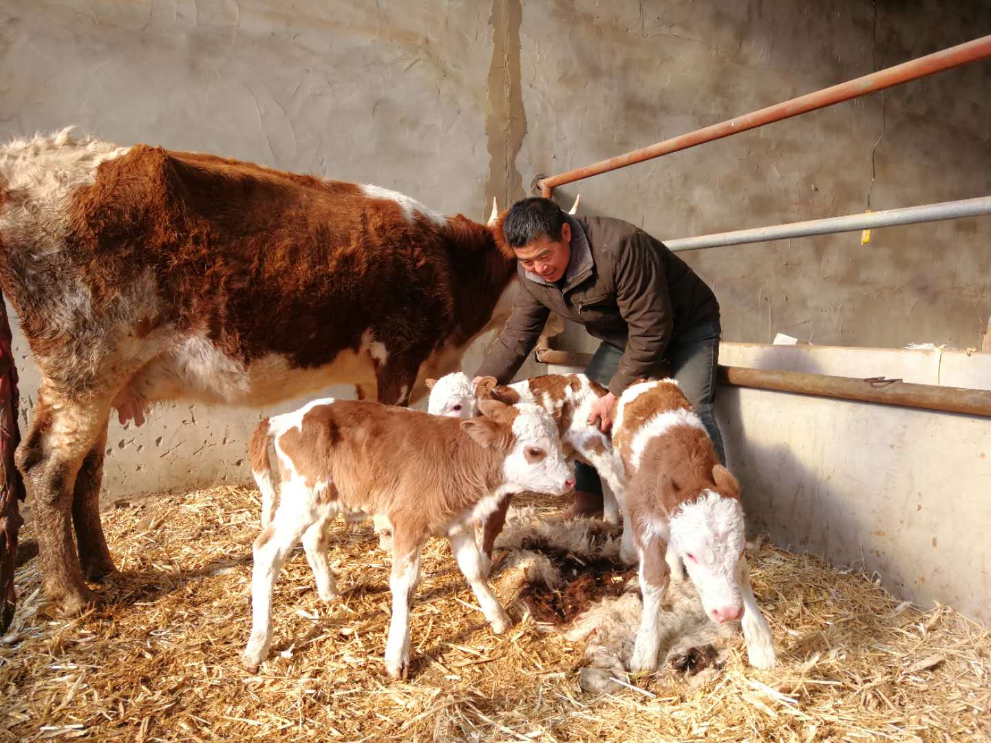 富硒饲料试点成功