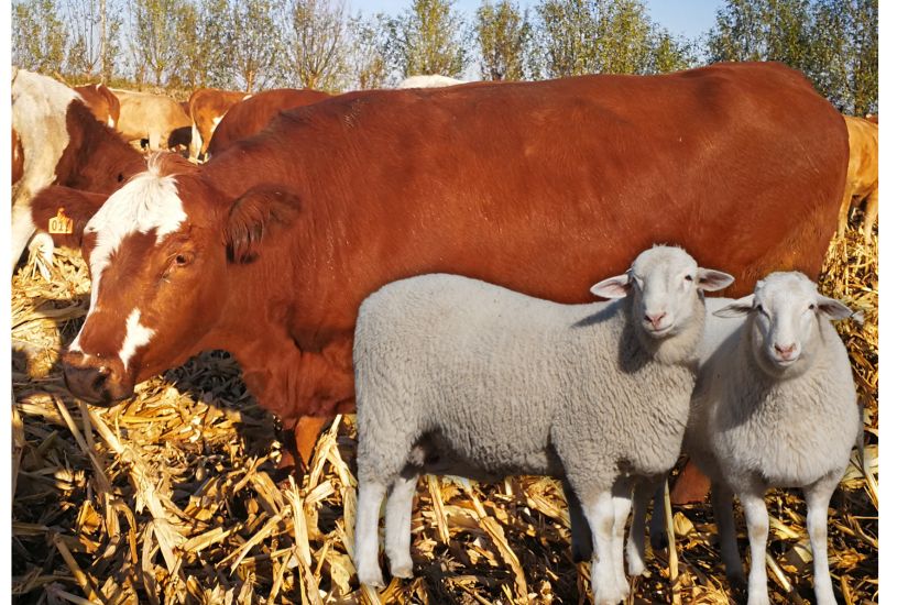 蒙科草原牛羊新品种